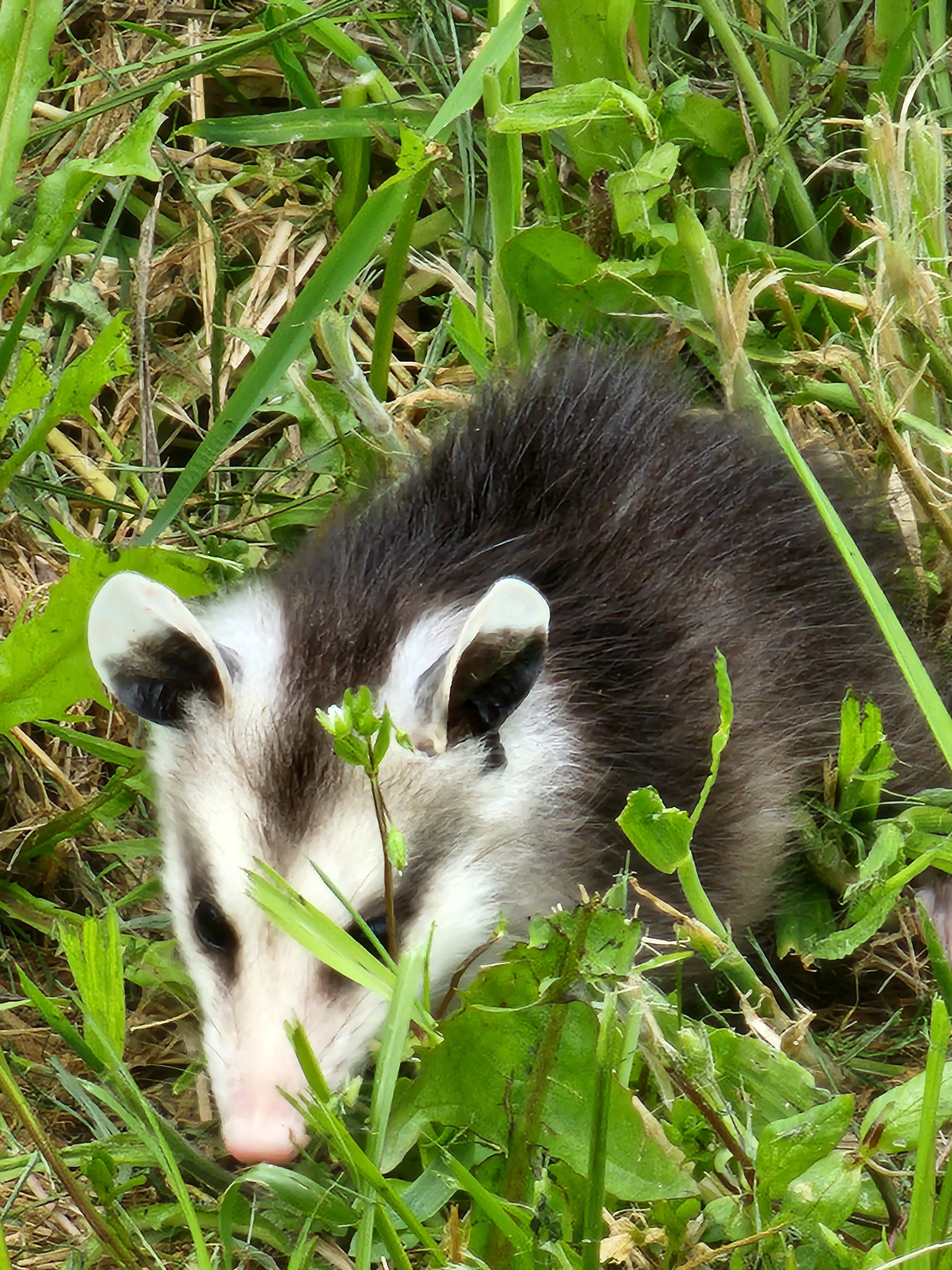 A picture of a baby possum hiding between the grass.