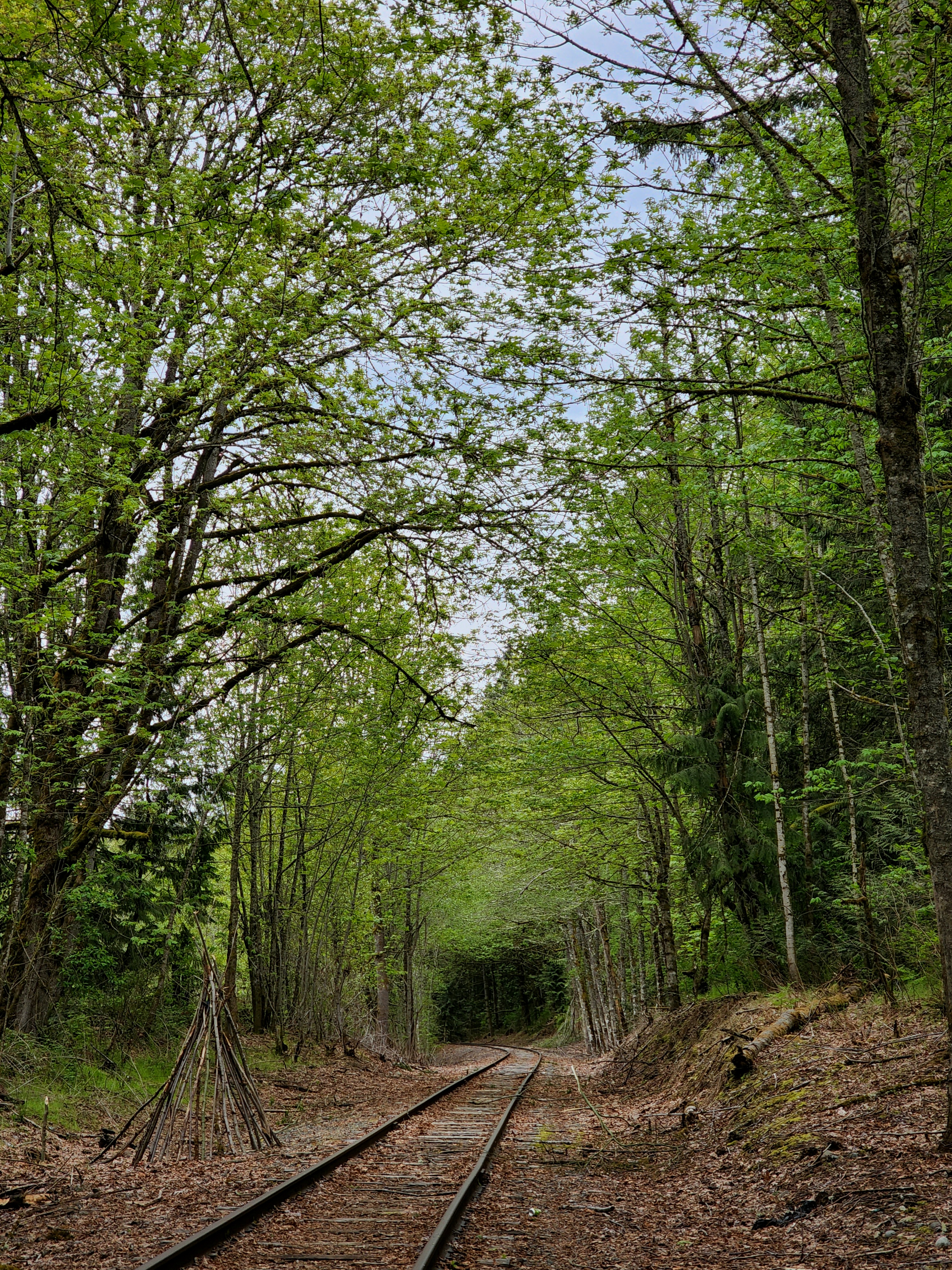 A picture of rail road tracks in a forest.