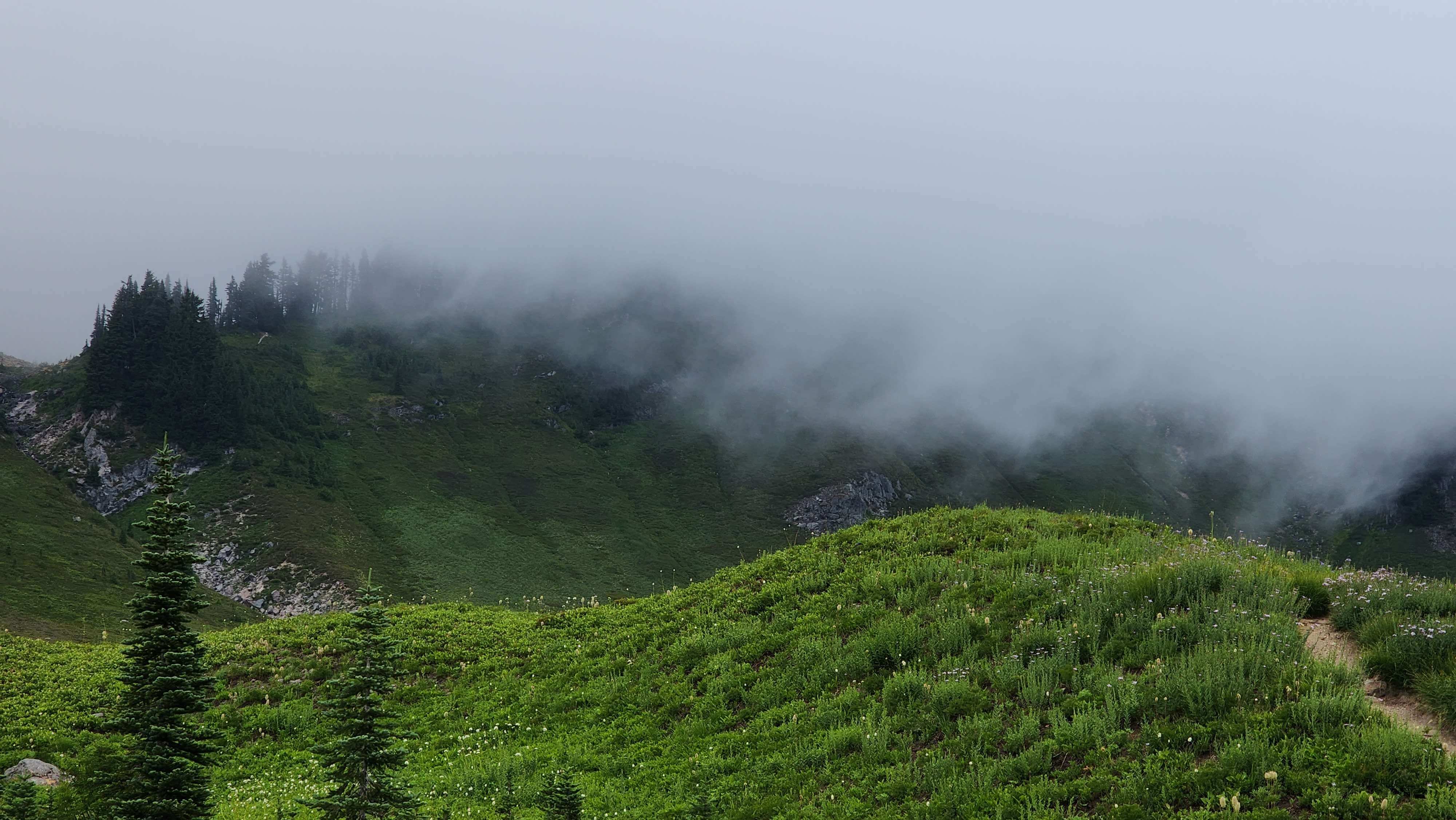 A picture of a meadow in Mt. Rainier.