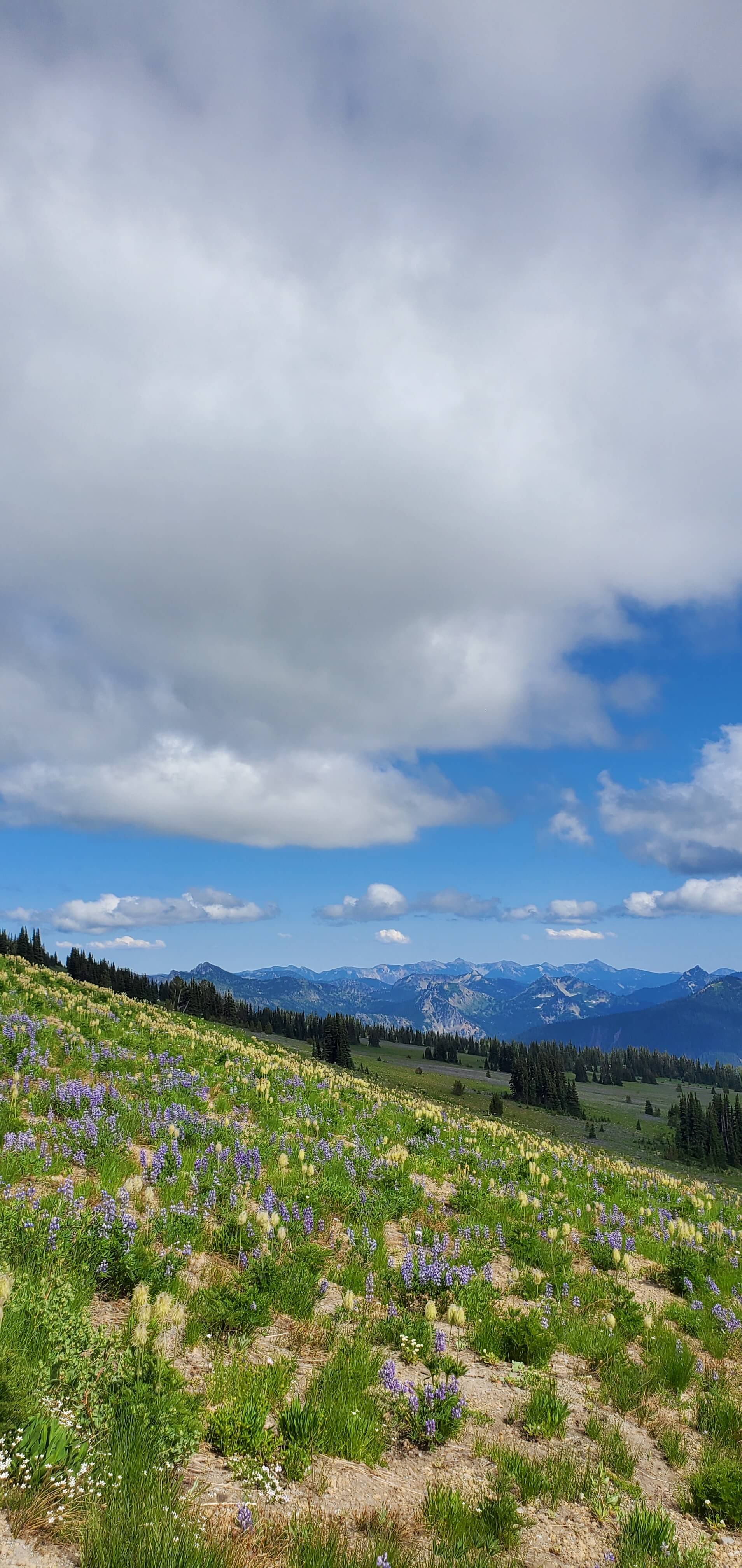 A picture of Mt. Rainiers meadow hills.