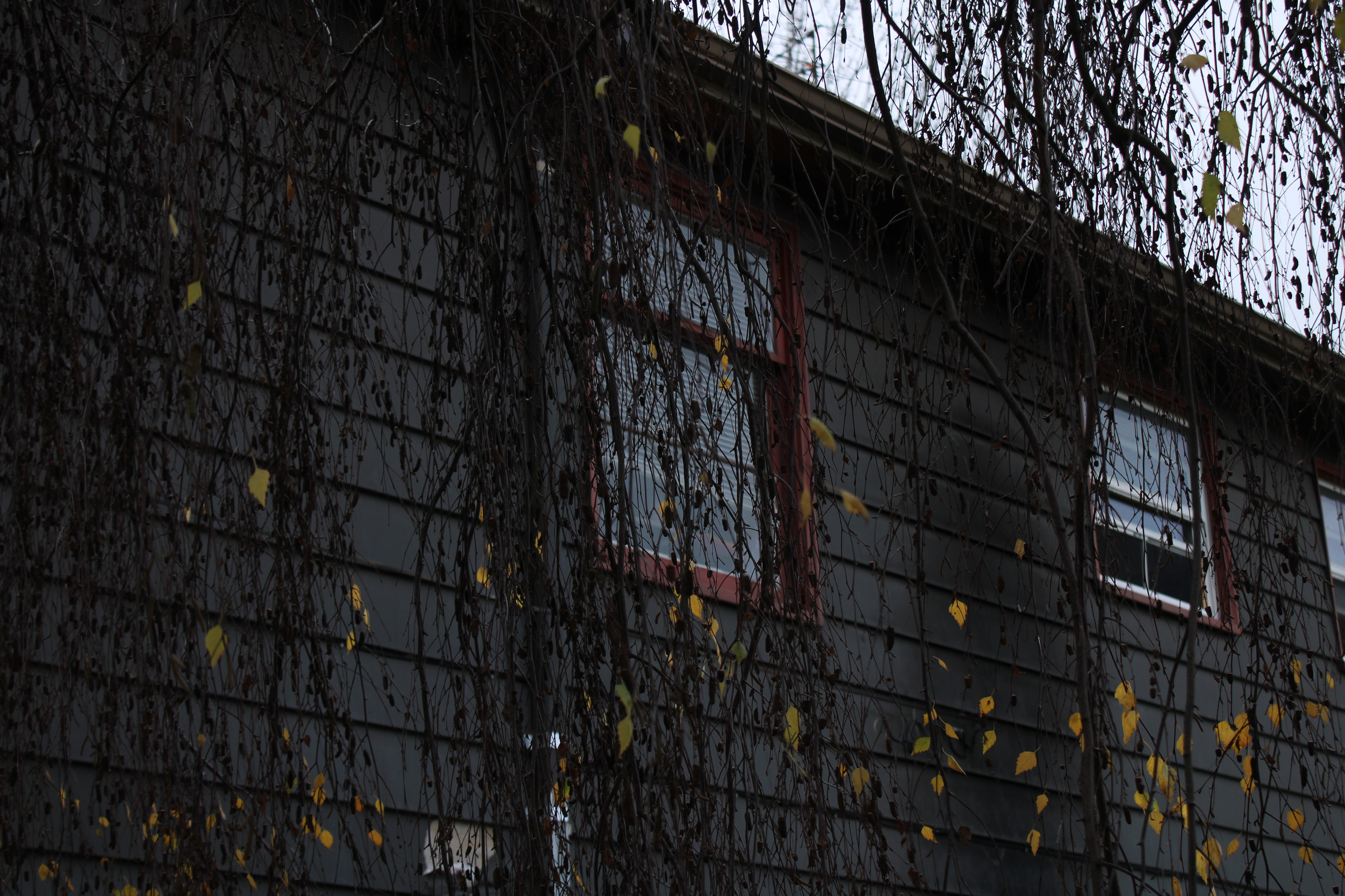 A picture of the side of a house taken behind some vines.