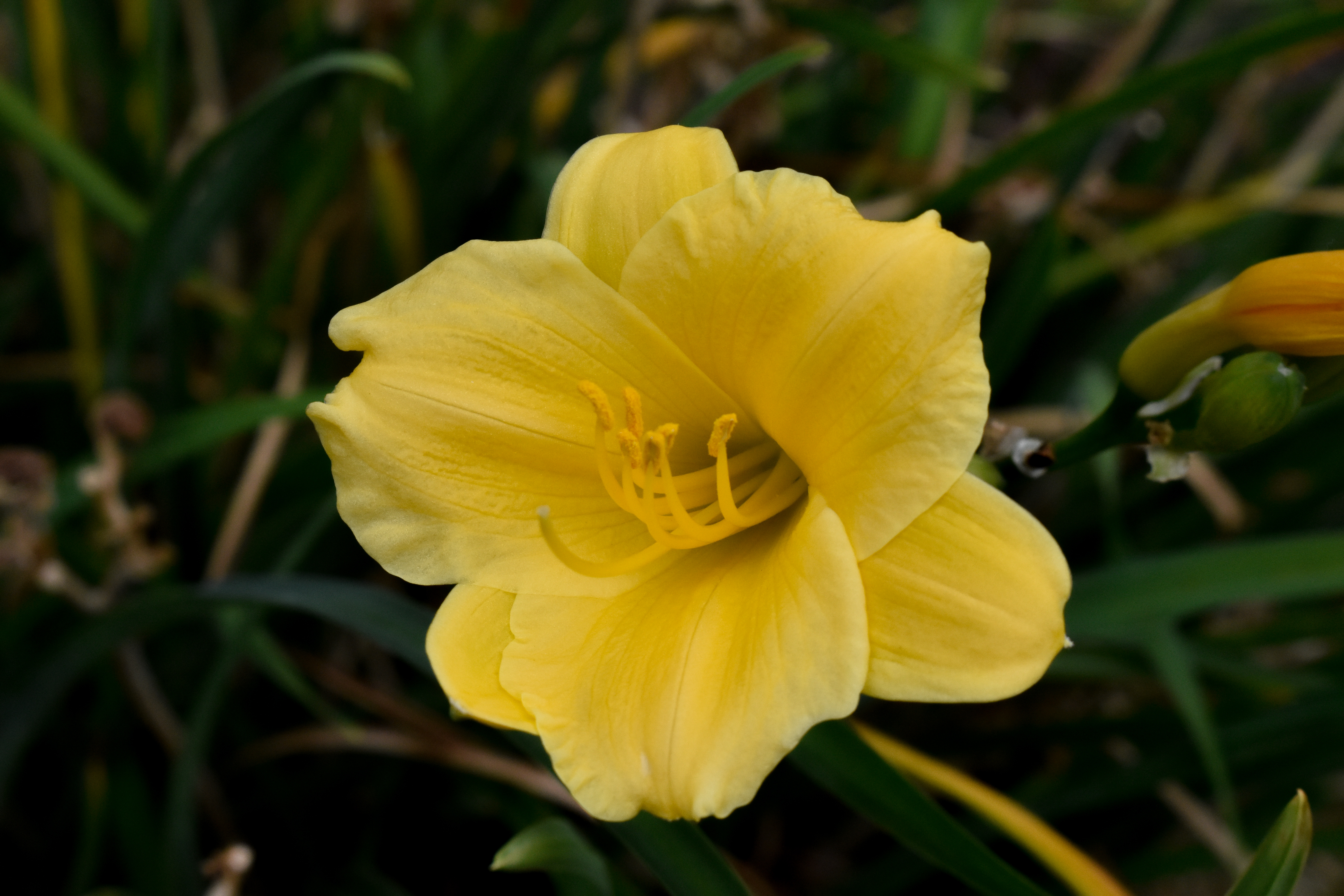 A close up picture of a yellow flower.